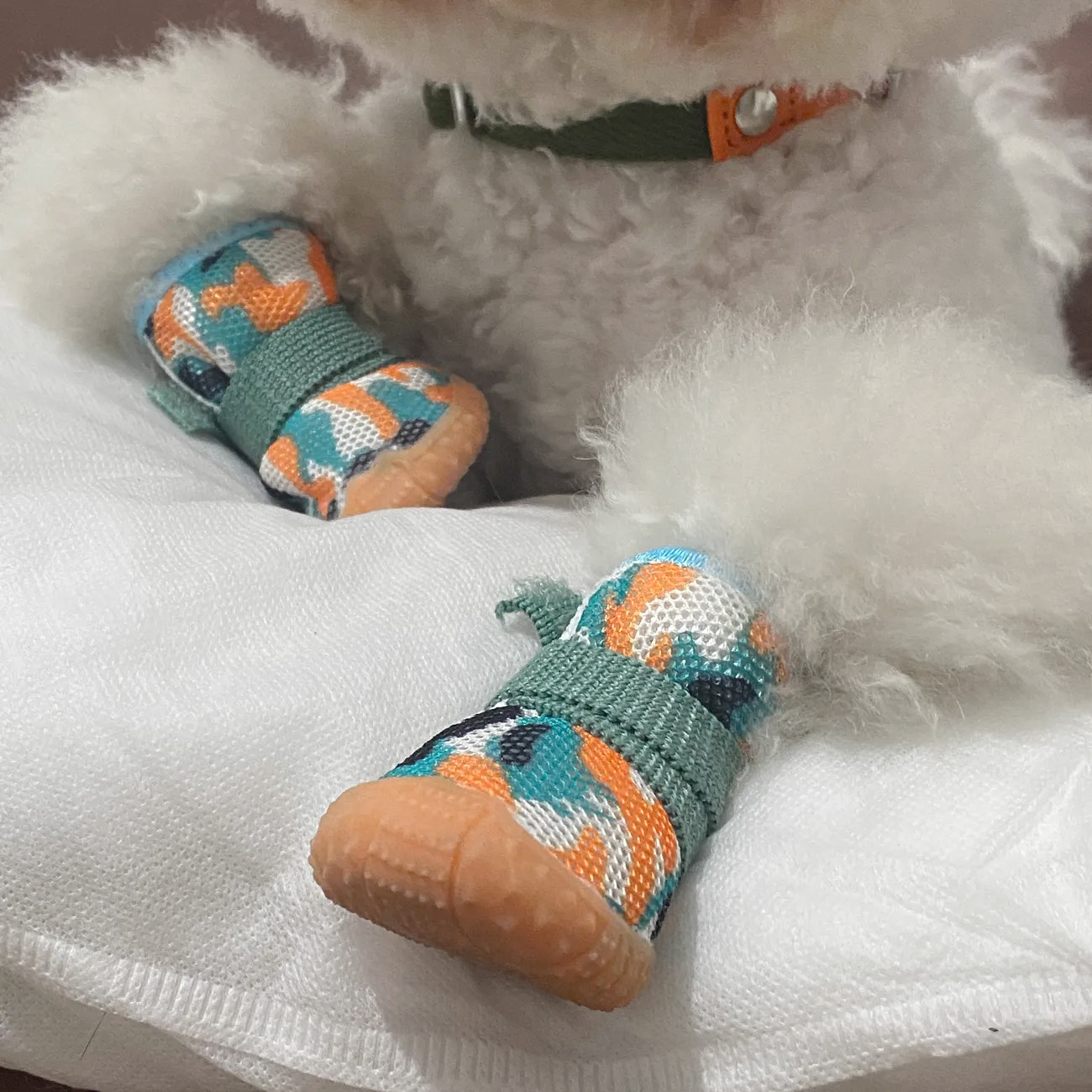 夏天狗狗脚掌也能&ldquo;呼吸&rdquo;？泰迪比熊的清凉鞋真香!