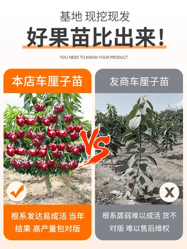 Саженцы карликовой вишни, вишневое дерево, двор в горшке, большие саженцы вишни, посаженные на севере и юге по результатам текущего года