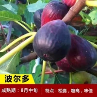 Бордоские 6-летние саженцы (результаты того года) компенсируют погибшие саженцы!