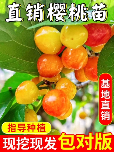 Саженцы карликовой вишни, вишневое дерево, двор в горшке, большие саженцы вишни, посаженные на севере и юге по результатам текущего года