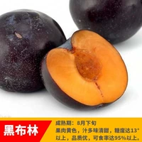 HEIBULIN (5 лет саженцев будут нести в этом году), а саженцы будут компенсированы, если они умрут!