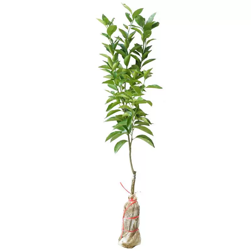 [Very early honey mandarin seedling Nichinan No.1 orange seedling green skin honey mandarin seedling orange tree seedling planted for year result]