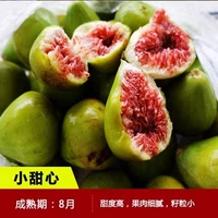 6-летние саженцы Sweetheart (результаты того года) компенсируют погибшие саженцы!