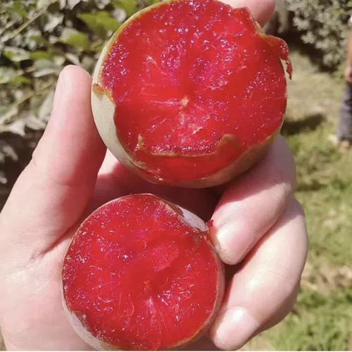 Саженец сахарной сливы, привитый очень большой, позднеспелый, бескостный, хрустящий, плодовый саженец сливы Саженец сливы Санхуа, посаженный на севере и юге