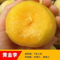 Ченнаи Ли (5 лет саженцев будет нести в этом году), а саженцы будут компенсированы!