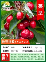 Карликовые ветки Meizao толщиной 2 см принесут плоды в текущем году [подходят для посадки в горшках или в помещении] погибшие саженцы гарантированы!