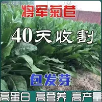 2000 капсул общего хризантема [испытания]