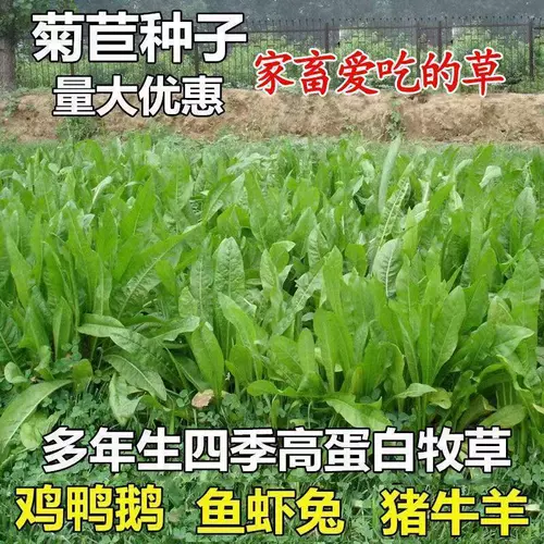 Семена семян хризантемы, большие листья, многолетние кормильные свиньи, говядина, овца, рыба, курица, утка, укрытие, семена корма, кролики, кролики