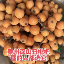 Guizhou Deep Mountain Old Tree Loquat Earth Loquat Fresh Wild Small Loquat When Season Fresh Fruit 5