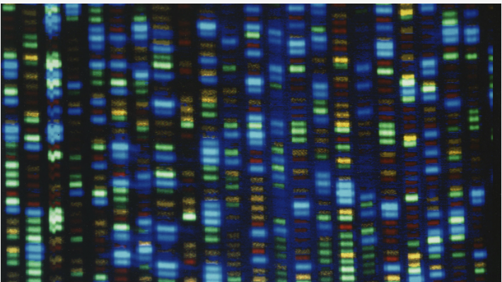 首个完整无间隙人类基因组序列发表