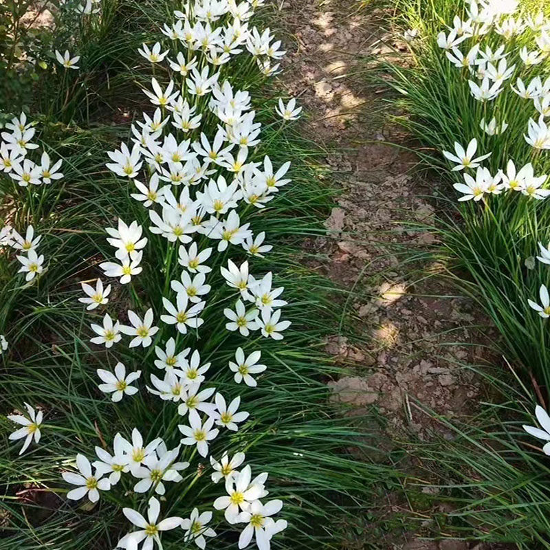 The land is green by the flower roadside of dwarf plants in four seasons of courtyard, the shade resistance of many years of onion Orange Suka flower