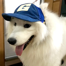 Special hat for pet big dogs with exposed ears in summer for large dogs and sun protection in summer for Alaskan Samoyeds
