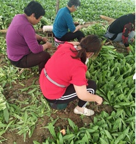 Lazy chair portable greenhouse work special butt stool small stool picking peanuts portable farm wear mobile bench