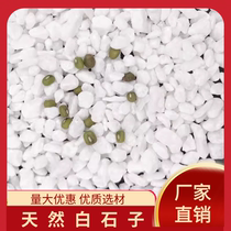 Hubei white stone white gravel white stone succulent paving stone white stone flower pot decorative stone gardening