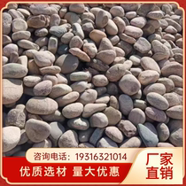 Henan natural river pebbles cobblestone large balcony paving outdoor rain flower stone large fish tank landscaping stone