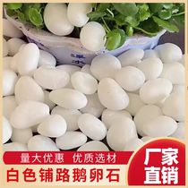 Sichuan white pebbles natural rain flower stone courtyard paving balcony decoration landscaping small white pebbles