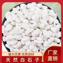 Anhui white stone white gravel small white stone succulent paving stone pebbles fish tank landscaping white stone