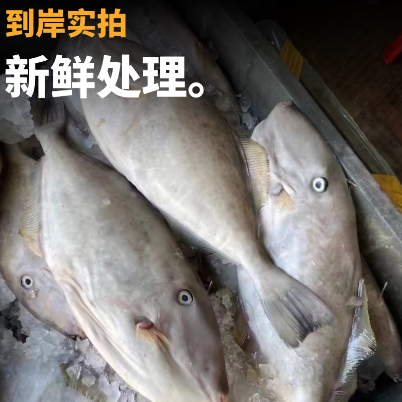 鲜活扒皮鱼：老鼠鱼、耗儿鱼、马面鱼、剥皮牛刺身的秘密大揭秘！-金枪鱼-淘宝百科网