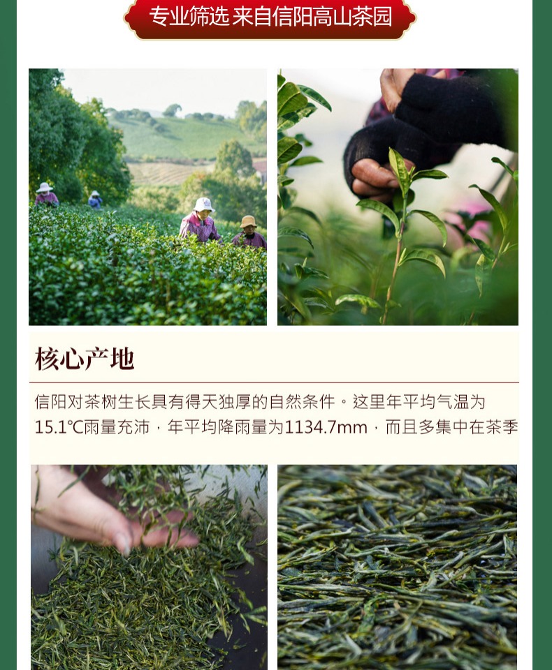 【来茗祥】2021新茶信阳毛尖绿茶