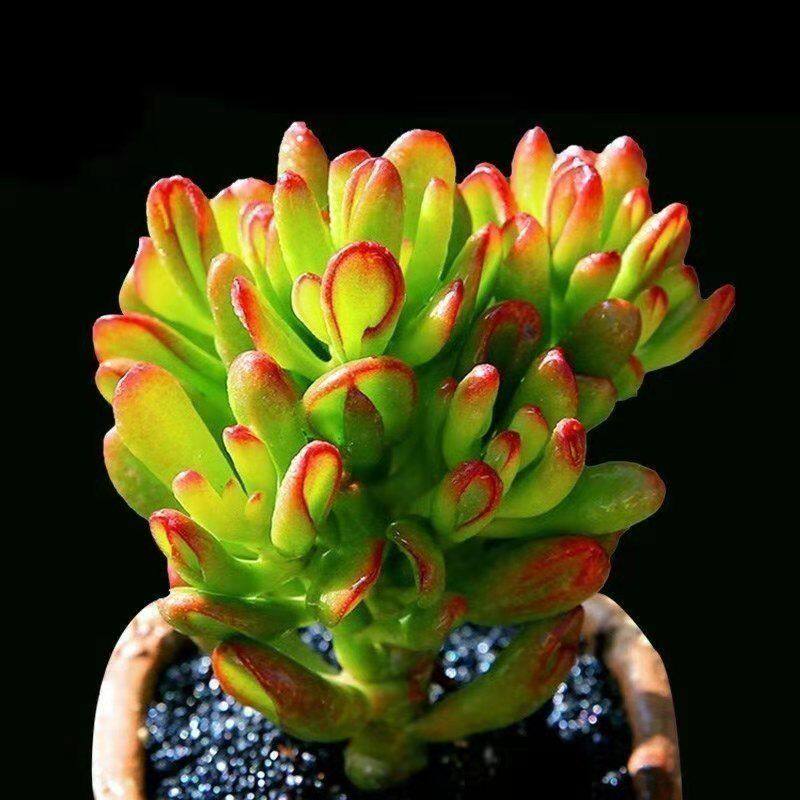 Absorbing trees, succulent plants, old piles, new products, fleshy green plants, potted plants, radiation protection, good meat