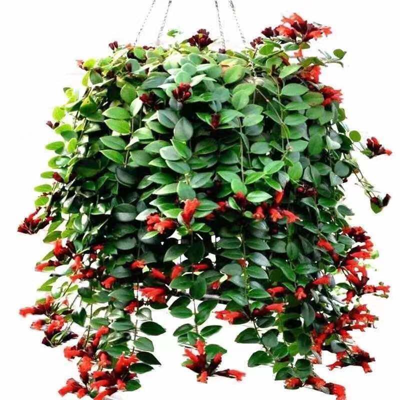 Lipstick balcony hangs green plant pot Ivy suspension purifies air except formaldehyde four seasons of evergreen plant