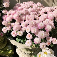 Candy Chrysanthemum светло -розовые 1000 капсулы+горшечные удобрения почвы [купить 21]