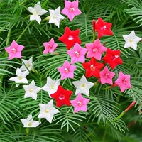 50 капсул 藤 藤+горшечного удобрения почвы [купить 2 получить 1 Get 1]