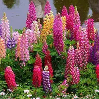 200 зерен смешанного Lu Binghua+удобрения (купить 2 Get 1 Get 1)