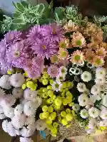 500 зерен смешанной ромашки+удобрения (купить 2 получить 1 Get 1)