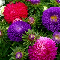 3000 зерен хризантема+3 пачки удобрений [посев балкона]