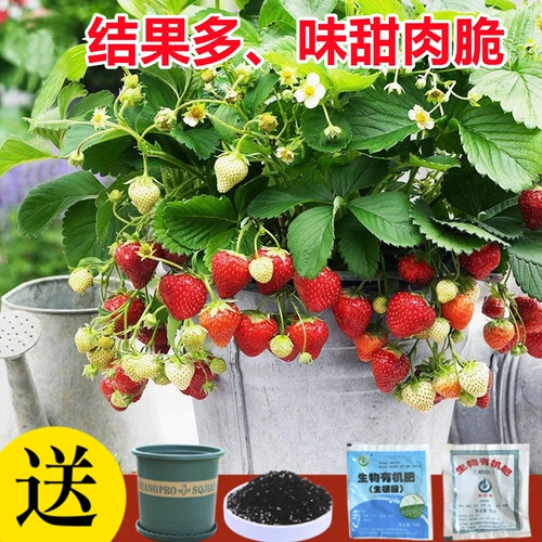 Dandong 99 Four Seasons Cream Crawberry Seeds