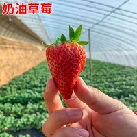 500 зерна сливки клубники+горшки+почва+удобрения (купить 2 получить 1 бесплатно 1