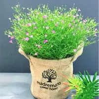 500 капсул+удобрения (купить 2 получить 1 бесплатно)