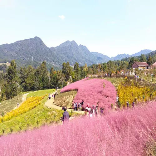 Вентилятор DAI Семена случайных трав.