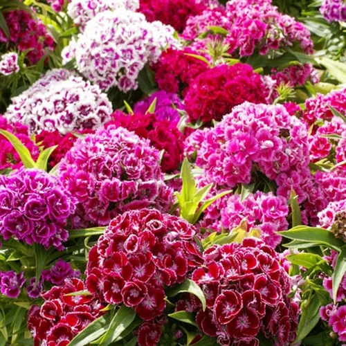 Красочные семена бамбуковых цветов, европейский бамбук первый поцелуй четыре сезона холодные горшечные площадки American Changxia Stone Bamboo Seeds