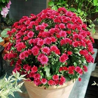 Candy Chrysanthemum Red 1000 Капсулы+горшок почвенные удобрения [купить 2 Get 1 Get 1]