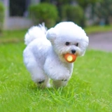 Собачья игрушечная мяч для медведя плюшевая собака Bomei