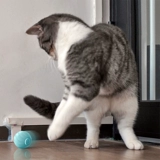 Кошка играет с кошками кошек, чтобы играть в Казахстан