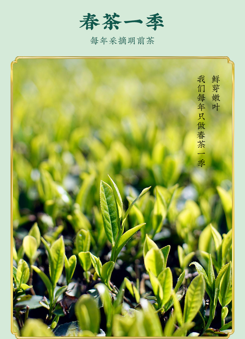 【平利女娲茶】高山毛尖浓香型散装250g