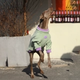 Собачья одежда зима большая собака теплый лабрадор локоть одежда золотой ретривер модный интернет -знаменитый собака Зимняя одежда зимняя одежда