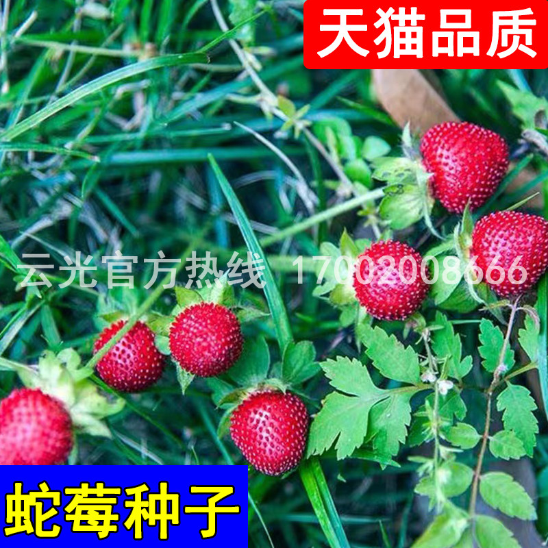 野生蔬果種籽蛇莓種子野草莓蛇泡草龍吐珠三爪風盆栽陽臺可播花卉 Taobao