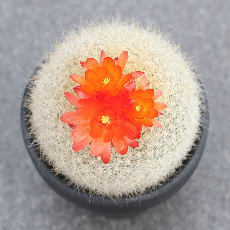 White Snowy Light Real Life South Guoyu Belongs to the Fur Furry and Blossom Radiation-resistant Multi-Meat Plant