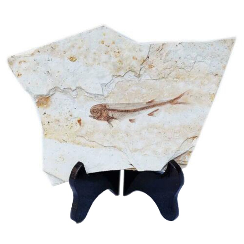 Fish Fossil Real From Western Liaoning China 150 Million Yea