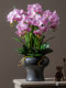 High-Quality Artificial Phalaenopsis Orchids, High-End Living Room and Dining Table Floral Arrangements, Potted Plant Decorations