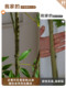 Simulated Green Plant, Nandina Bamboo Potted Plant, High-End Bionic Plant, Light Luxury Indoor Living Room Large Floor-Standing Decoration, Artificial Tree