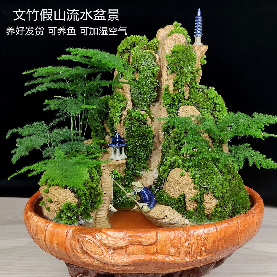 Landscape bonsai June snow Luo Hansong asparagus bamboo potted tree stump cliff plant indoor water-absorbing stone rockery small green plant