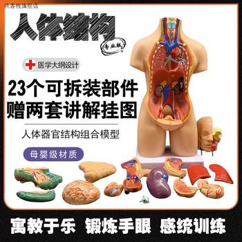 New Model Human Visceral Anatomy Male Female Torso Anatomy Model Chest and Abdominal Organ Structure Medical