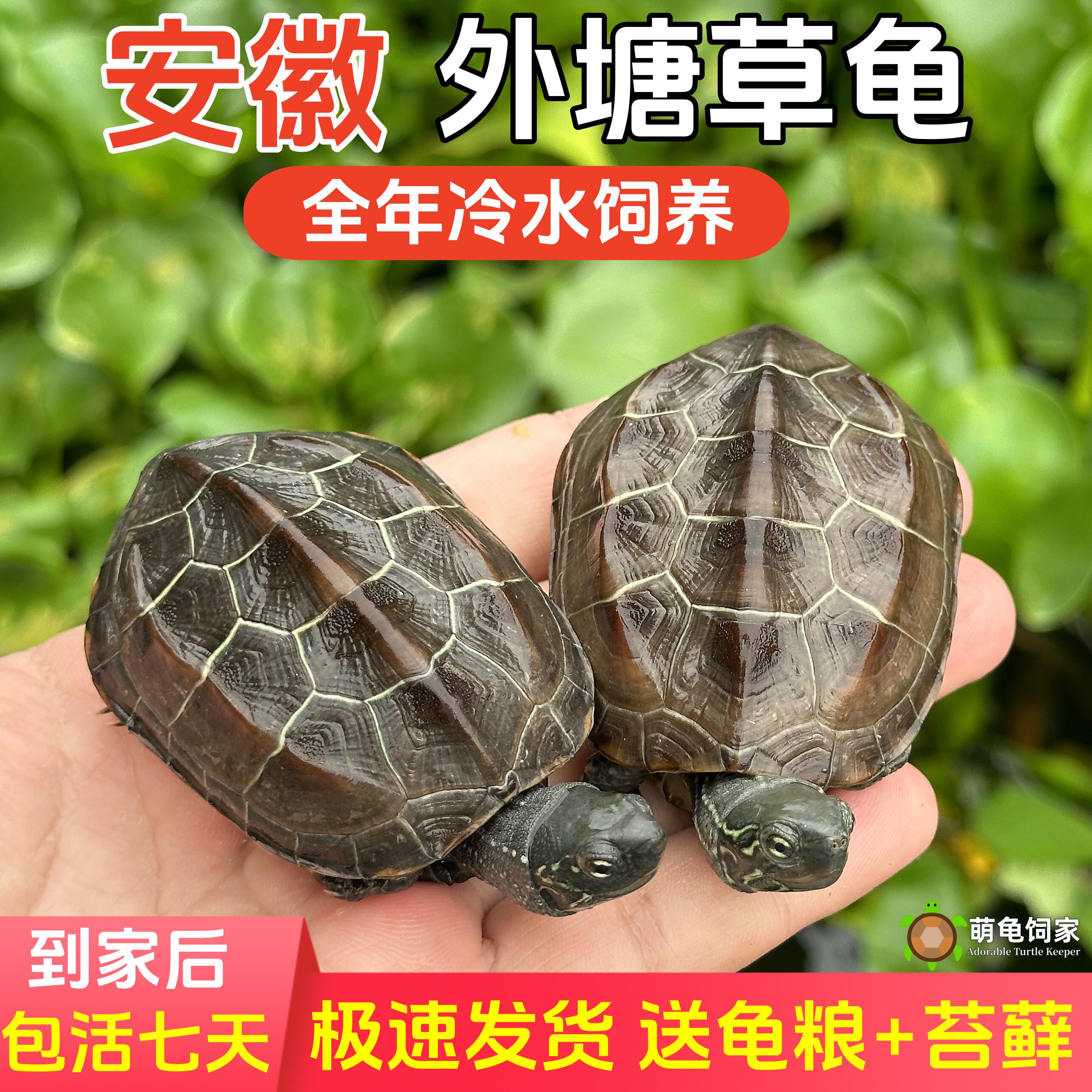 中华草龟真的是招财神兽？养龟新手必看！活体宠物龟全解析-龟-淘宝好物网