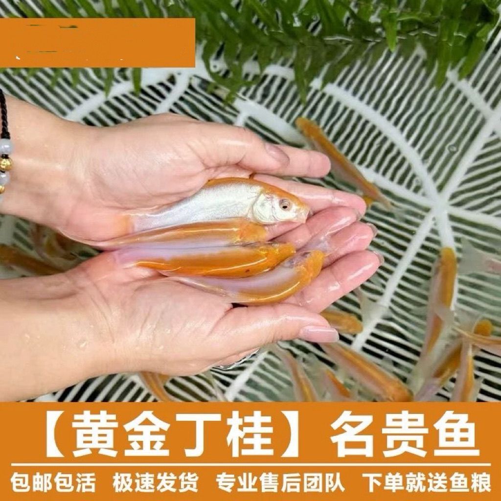 🐟稀有黄金丁桂鱼苗淡水混养新宠儿 -其它水族宠物-淘宝好物网
