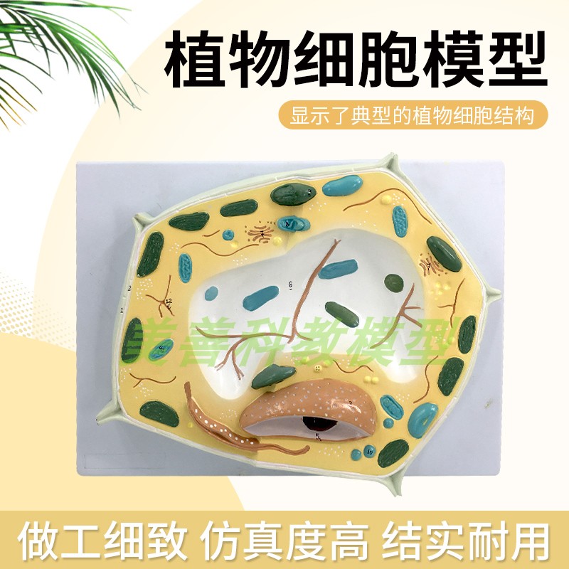 生物模型植物细胞模型科普益智模型细胞结构模型生物教学解剖模型